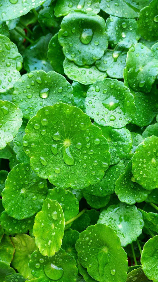 Centella Asiatica & Beta-Glucan